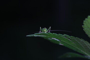 Tree cricket on wild plants, North China