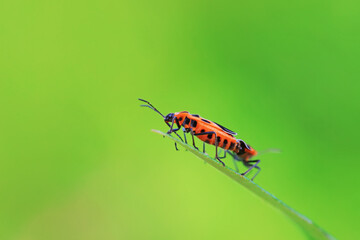 Hemiptera bugs in the wild, North China