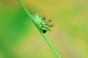 Lepidoptera larvae in the wild, North China