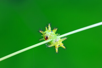 Lepidoptera larvae in the wild, North China