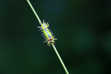 Lepidoptera larvae in the wild, North China
