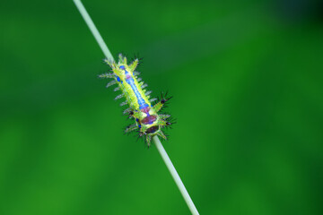 Lepidoptera larvae in the wild, North China