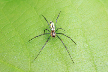 Spiders in the wild, North China