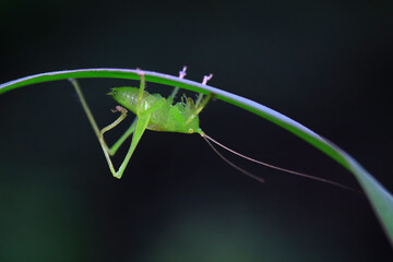 Katydid nymphs in the wild, North China