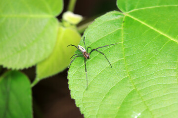 Spiders in the wild, North China