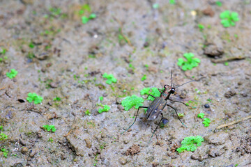 Coleoptera Cicindelidae insect in the wild, North China