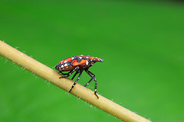 Hemiptera wax Cicadellidae insects on wild plants, North China