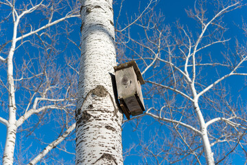 winter scene with white or silvery white bark poplar trees photographed against a deep blue sky