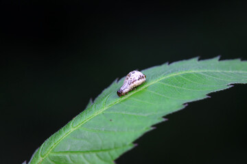 Negative mud beetle, a small beetle in nature, North China