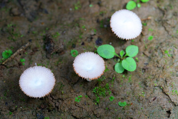Wild mushrooms in the grass, North China