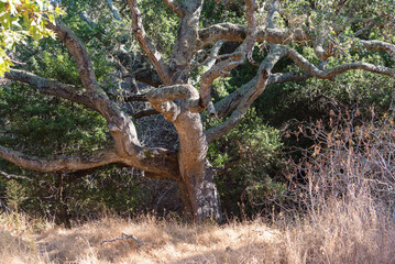 An old oak tree in the forest