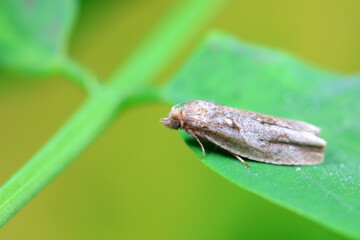 Lepidoptera insects in the wild, North China