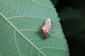 Lepidoptera insects in the wild, North China