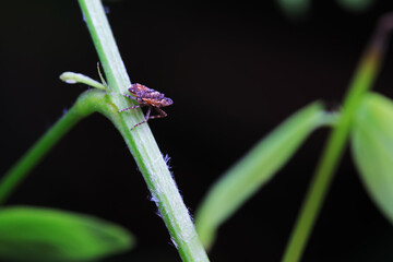 Hemiptera wax Cicadellidae insects on wild plants, North China