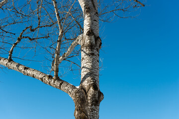 Fototapeta premium tree in the winter with blank space