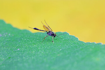Bee insects in the wild, North China