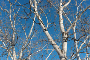 winter scene with white or silvery white bark poplar trees photographed against a deep blue sky