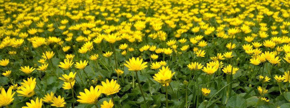 Color image (photo), dandelion field, background