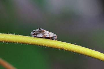 Hemiptera wax Cicadellidae insects on wild plants, North China