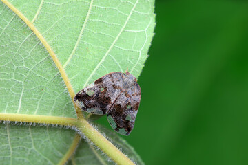 Hemiptera wax Cicadellidae insects on wild plants, North China
