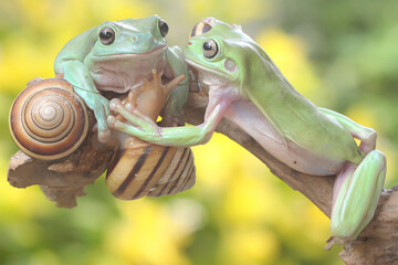 Two dumpy tree frogs resting with snails on a rotting log. This green amphibian has the scientific...