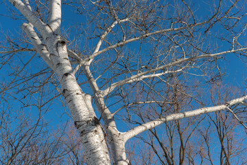 Obraz premium winter scene with white or silvery white bark poplar trees photographed against a deep blue sky