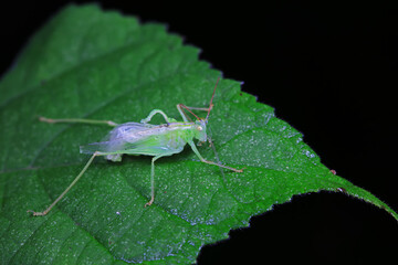 Katydid nymphs in the wild, North China