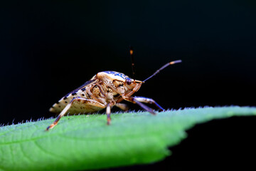 Hemiptera bugs in the wild, North China