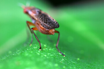 Fototapeta premium Flies on wild plants, North China