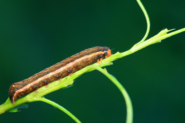 Lepidoptera larvae in the wild, North China