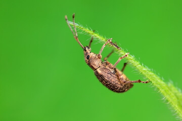 Weevil on wild plants, North China