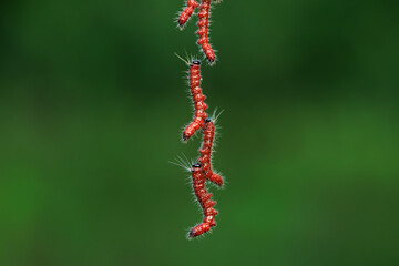 Lepidoptera larvae in the wild, North China