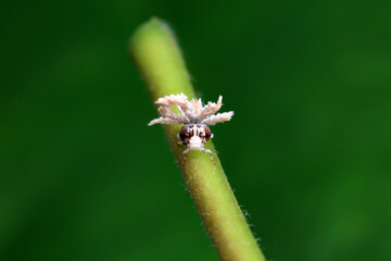 Hemiptera wax Cicadellidae insects on wild plants, North China