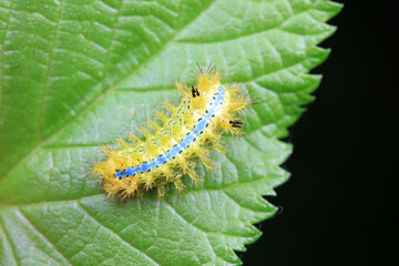 Lepidoptera larvae in the wild, North China
