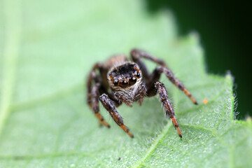 Spiders in the wild, North China