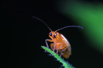 Leaf beetle on wild plants, North China