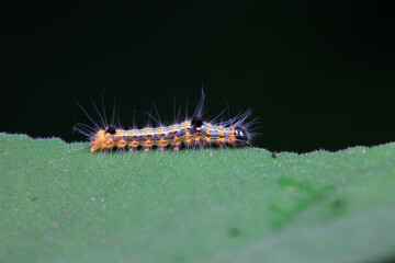 Lepidoptera larvae in the wild, North China