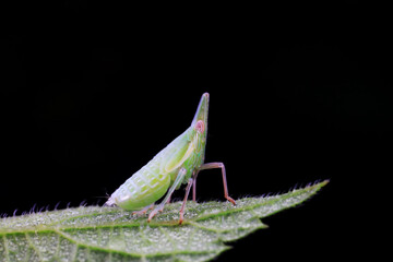 Hemiptera wax Cicadellidae insects on wild plants, North China