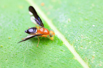 Flies on wild plants, North China