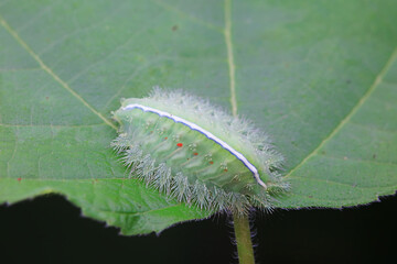 Lepidoptera larvae in the wild, North China