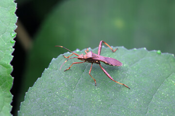 Point bee edge stink bug in the wild, North China