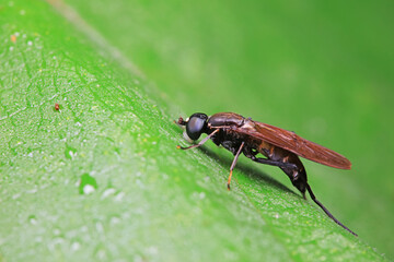 Gadfly on wild plants, North China
