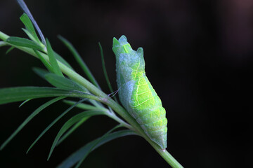 Lepidoptera larvae in the wild, North China