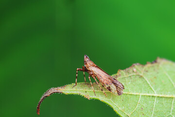 Hemiptera wax Cicadellidae insects on wild plants, North China