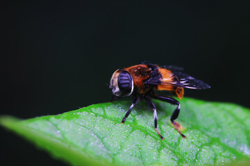 Aphid eating flies in the wild, North China