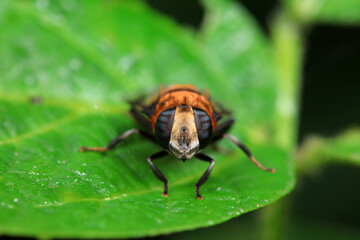 Aphid eating flies in the wild, North China