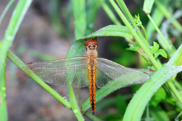 Dragonflies on wild plants, North China