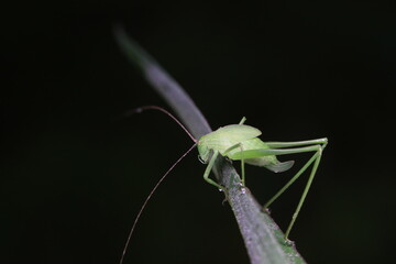 Katydid nymphs in the wild, North China