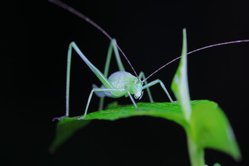 Katydid nymphs in the wild, North China