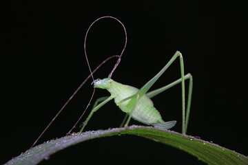Katydid nymphs in the wild, North China